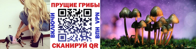 Галлюциногенные грибы Psilocybine cubensis  Купить  Арсеньев 